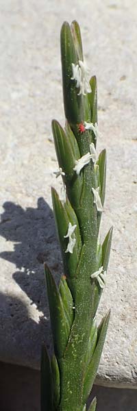 Lolium rigidum subsp. lepturoides \ Lepturus-&auml;hnliches Weidelgras / Eastern Rye-Grass, Samos Mykali 19.4.2017