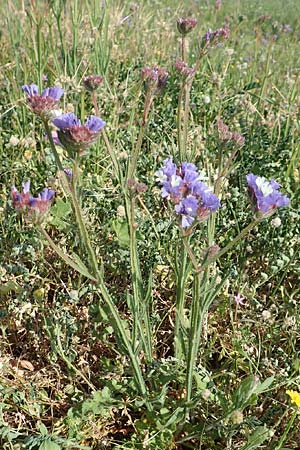 Limonium sinuatum \ Gefl&uuml;gelter Strandflieder, Statice / Winged Sea Lavender, Samos Psili Ammos 16.4.2017