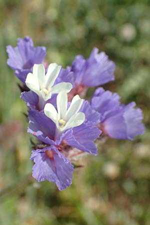 Limonium sinuatum \ Gefl&uuml;gelter Strandflieder, Statice / Winged Sea Lavender, Samos Psili Ammos 16.4.2017