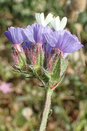 Limonium sinuatum \ Gefl&uuml;gelter Strandflieder, Statice / Winged Sea Lavender, Samos Psili Ammos 16.4.2017