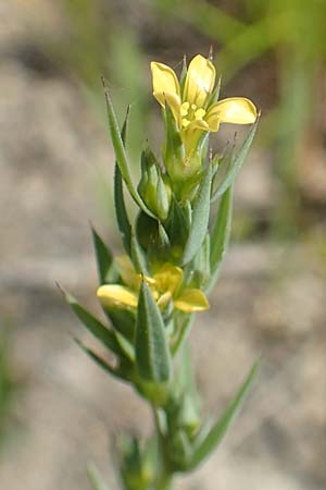 Linum strictum \ Steifer Lein / Upright Flax, Samos Psili Ammos 16.4.2017