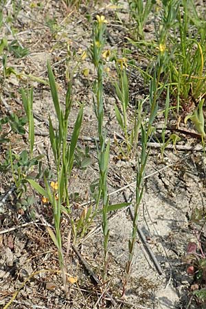Linum strictum \ Steifer Lein / Upright Flax, Samos Psili Ammos 16.4.2017