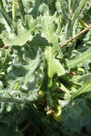 Limonium sinuatum \ Gefl&uuml;gelter Strandflieder, Statice / Winged Sea Lavender, Samos Mykali 19.4.2017