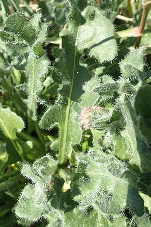 Limonium sinuatum \ Gefl&uuml;gelter Strandflieder, Statice / Winged Sea Lavender, Samos Mykali 19.4.2017