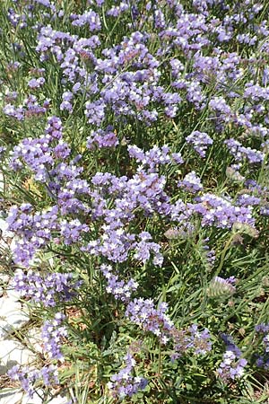 Limonium sinuatum \ Gefl&uuml;gelter Strandflieder, Statice / Winged Sea Lavender, Samos Mykali 19.4.2017