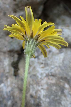Leontodon tuberosus \ Knolliger Lwenzahn / Tuberous Hawkbit, Samos Potami 15.4.2017