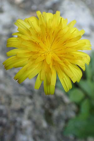 Leontodon tuberosus \ Knolliger Lwenzahn / Tuberous Hawkbit, Samos Potami 15.4.2017