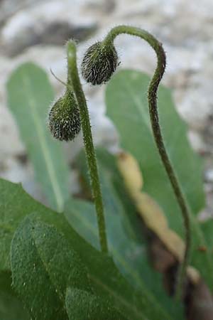 Leontodon tuberosus \ Knolliger Lwenzahn / Tuberous Hawkbit, Samos Potami 15.4.2017