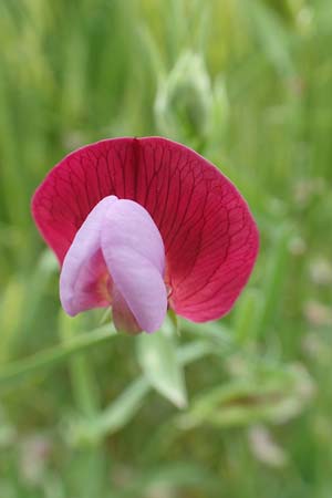 Lathyrus clymenum \ Purpur-Platterbse, Samos Spatharei 17.4.2017
