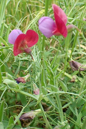 Lathyrus clymenum \ Purpur-Platterbse, Samos Spatharei 17.4.2017