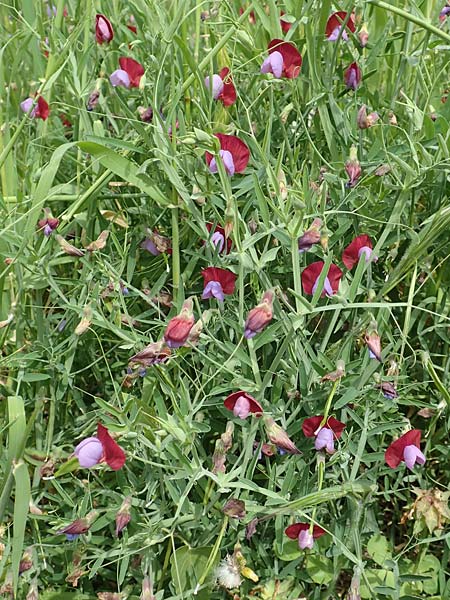 Lathyrus clymenum \ Purpur-Platterbse, Samos Spatharei 17.4.2017