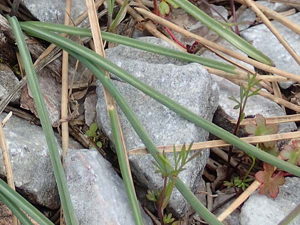Muscari kerkis \ Kerkis-Traubenhyazinthe / Kerkis Hyacinth, Samos Lazaros in Mt.  Ambelos 12.4.2017