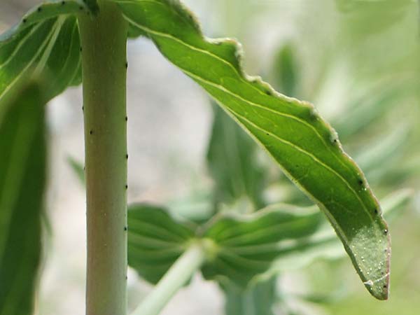 Hypericum triquetrifolium \ Krausbl&auml;ttriges Johanniskraut / Wavyleaf St. John's-Wort, Tangled Hypericum, Samos Ireon 13.4.2017