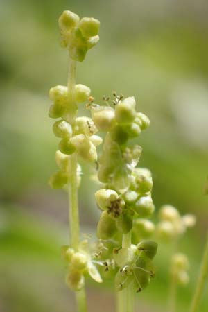 Mercurialis annua \ Einjhriges Bingelkraut / Annual Mercury, Samos Moni Zoni 11.4.2017