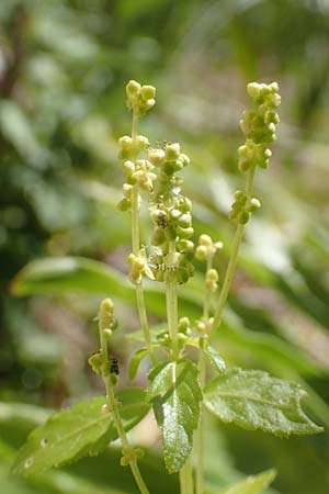 Mercurialis annua \ Einjhriges Bingelkraut / Annual Mercury, Samos Moni Zoni 11.4.2017