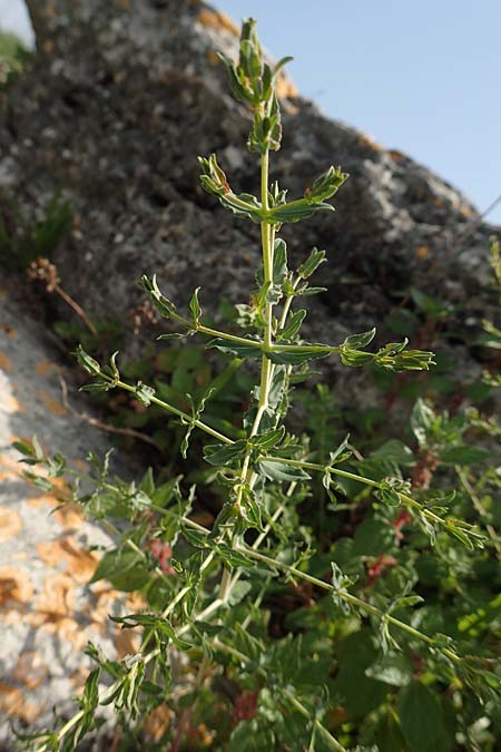 Hypericum triquetrifolium \ Krausbl&auml;ttriges Johanniskraut / Wavyleaf St. John's-Wort, Tangled Hypericum, Samos Ireon 13.4.2017