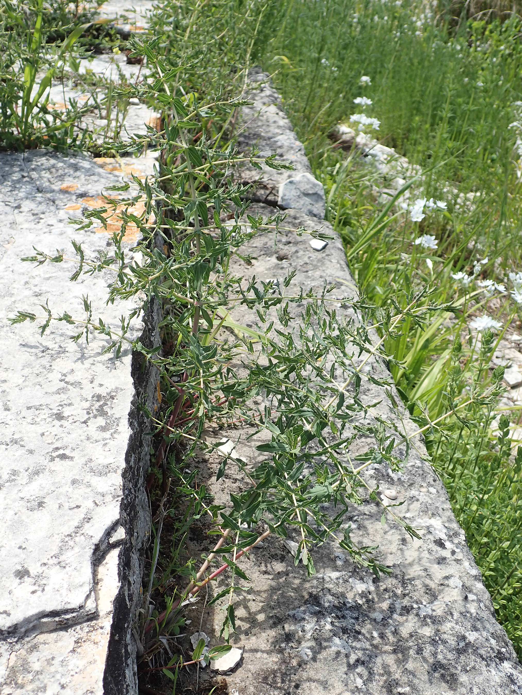Hypericum triquetrifolium \ Krausbl&auml;ttriges Johanniskraut / Wavyleaf St. John's-Wort, Tangled Hypericum, Samos Ireon 13.4.2017