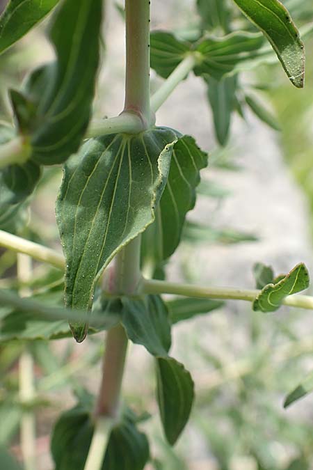 Hypericum triquetrifolium \ Krausbl&auml;ttriges Johanniskraut / Wavyleaf St. John's-Wort, Tangled Hypericum, Samos Ireon 13.4.2017
