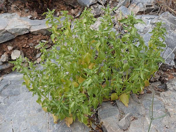 Mercurialis annua \ Einjhriges Bingelkraut / Annual Mercury, Samos Spatharei 17.4.2017