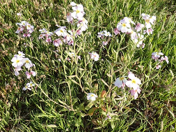 Malcolmia flexuosa \ Geschl&auml;ngelte Meerviole / Sea Stock, Samos Posidonia 11.4.2017