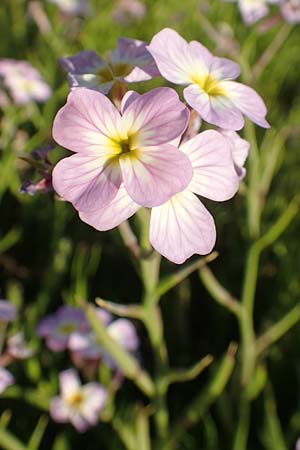 Malcolmia flexuosa \ Geschl&auml;ngelte Meerviole / Sea Stock, Samos Posidonia 11.4.2017