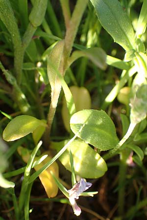 Malcolmia flexuosa \ Geschl&auml;ngelte Meerviole / Sea Stock, Samos Posidonia 11.4.2017