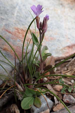 Malcolmia chia \ Chios-Meerviole / Chian Stock, Aegaean Stock, Samos Lazaros in Mt. Ambelos 12.4.2017