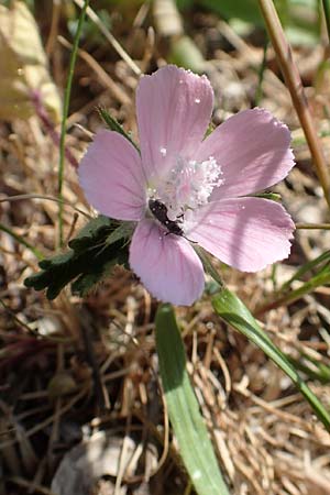 Malva cretica \ Kretische Malve / Mediterranean Mallow, Samos Pythagorio 13.4.2017