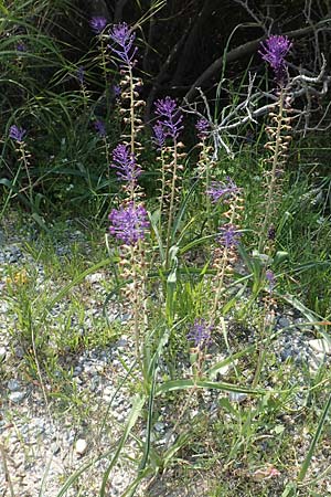 Muscari comosum \ Schopfige Traubenhyazinthe / Tassel Hyacinth, Samos Psili Ammos 16.4.2017
