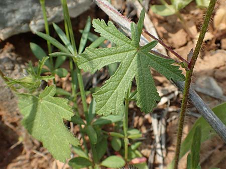 Malva cretica \ Kretische Malve / Mediterranean Mallow, Samos Spatharei 17.4.2017