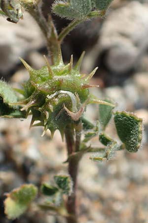 Medicago littoralis \ Meer-Schneckenklee / Strand Medick, Water Medick, Samos Ireon 13.4.2017