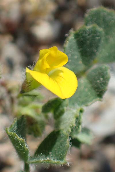 Medicago littoralis \ Meer-Schneckenklee / Strand Medick, Water Medick, Samos Ireon 13.4.2017