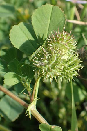 Medicago polymorpha \ Rauer Schneckenklee, Schwarzer Schneckenklee, Samos Psili Ammos 16.4.2017
