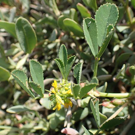 Medicago polymorpha \ Rauer Schneckenklee, Schwarzer Schneckenklee, Samos Psili Ammos 16.4.2017
