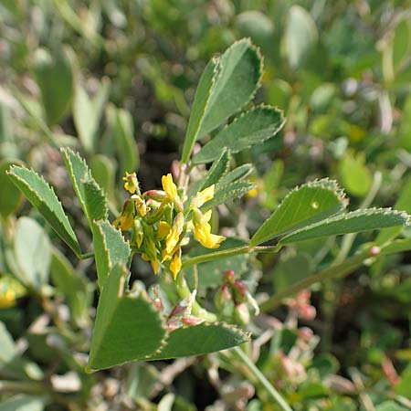 Medicago polymorpha \ Rauer Schneckenklee, Schwarzer Schneckenklee, Samos Psili Ammos 16.4.2017