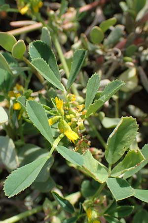 Medicago polymorpha \ Rauer Schneckenklee, Schwarzer Schneckenklee, Samos Psili Ammos 16.4.2017
