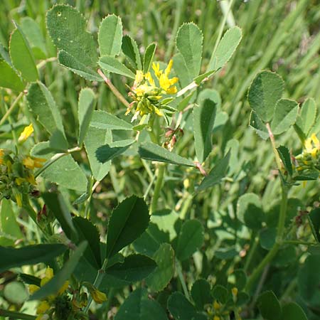 Medicago polymorpha \ Rauer Schneckenklee, Schwarzer Schneckenklee, Samos Psili Ammos 16.4.2017