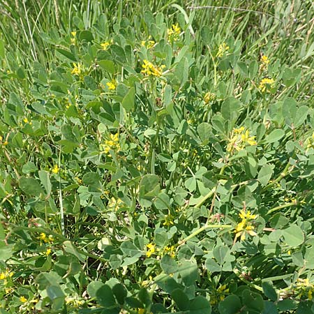 Medicago polymorpha \ Rauer Schneckenklee, Schwarzer Schneckenklee, Samos Psili Ammos 16.4.2017