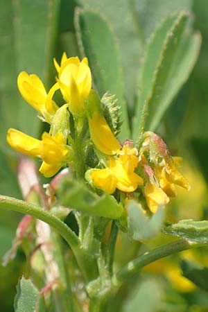 Medicago polymorpha \ Rauer Schneckenklee, Schwarzer Schneckenklee, Samos Psili Ammos 16.4.2017