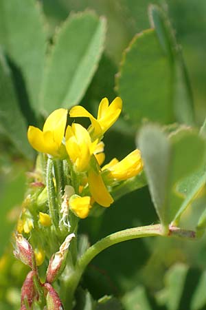 Medicago polymorpha \ Rauer Schneckenklee, Schwarzer Schneckenklee, Samos Psili Ammos 16.4.2017