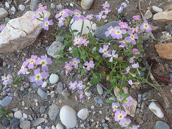 Malcolmia flexuosa \ Geschl&auml;ngelte Meerviole / Sea Stock, Samos Potami 15.4.2017