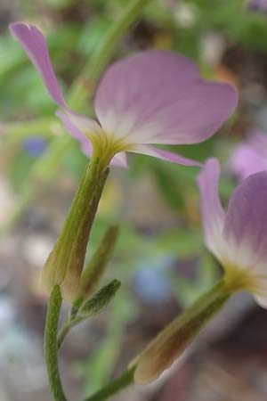 Malcolmia flexuosa \ Geschl&auml;ngelte Meerviole / Sea Stock, Samos Potami 15.4.2017