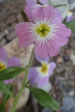 Malcolmia flexuosa \ Geschl&auml;ngelte Meerviole / Sea Stock, Samos Potami 15.4.2017