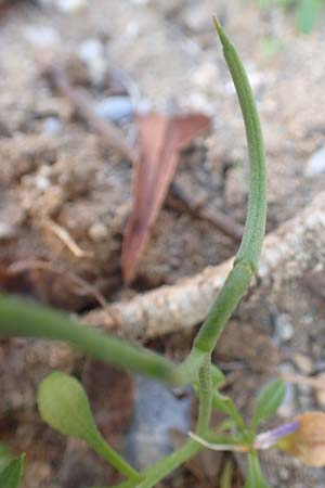 Malcolmia flexuosa \ Geschl&auml;ngelte Meerviole / Sea Stock, Samos Potami 15.4.2017