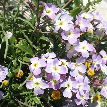Malcolmia flexuosa \ Geschl&auml;ngelte Meerviole / Sea Stock, Samos Mykali 19.4.2017