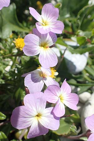Malcolmia flexuosa \ Geschl&auml;ngelte Meerviole / Sea Stock, Samos Mykali 19.4.2017
