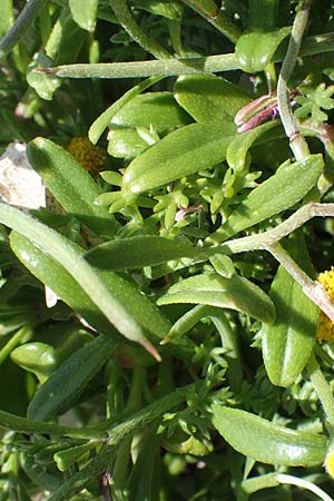 Malcolmia flexuosa \ Geschl&auml;ngelte Meerviole / Sea Stock, Samos Mykali 19.4.2017