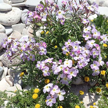 Malcolmia flexuosa \ Geschl&auml;ngelte Meerviole / Sea Stock, Samos Mykali 19.4.2017