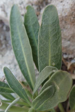 Matthiola incana \ Graue Levkoje / Hoary Stock, Samos Myloi 13.4.2017
