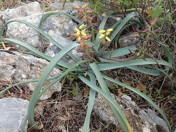 Muscari macrocarpum \ Gro&szlig;fr&uuml;chtige Traubenhyazinthe / Yellow Grape Hyacinth, Samos Spatharei 17.4.2017